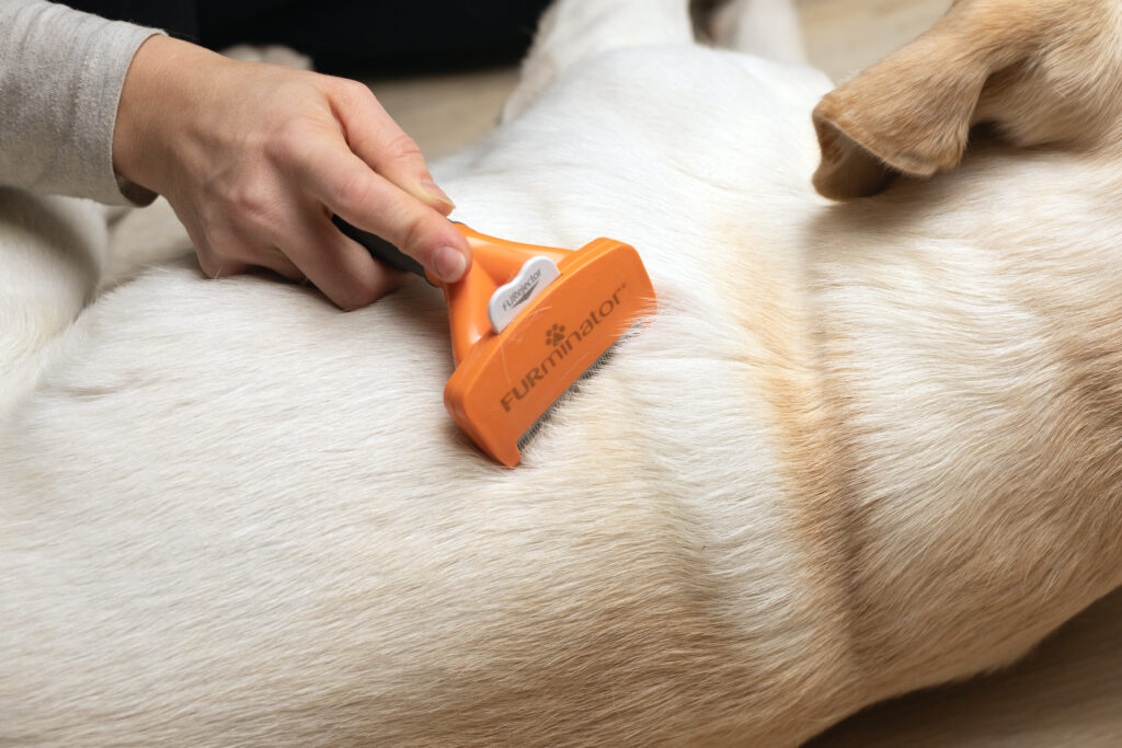 Services - Belly Rubs Dog Grooming